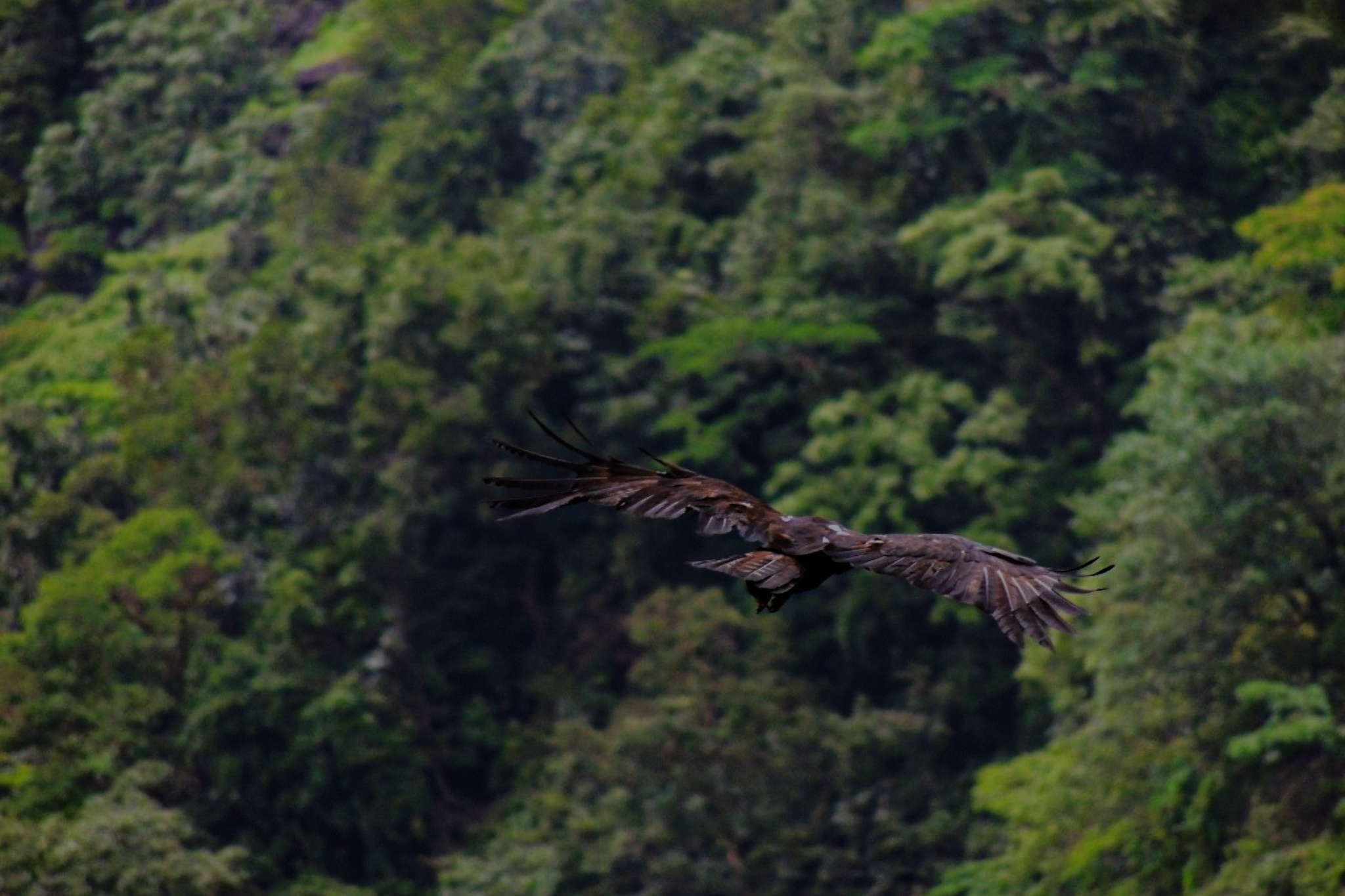 Ph Eagle